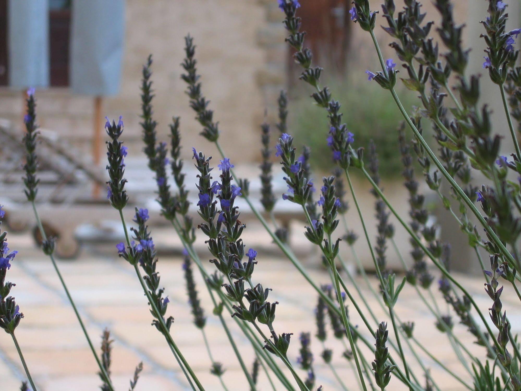 Auberge Provence Hermanus Kültér fotó
